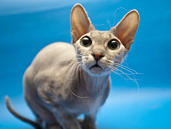 Cat with big eyes and big ears, animal, kitten, cat, pet HD wallpaper