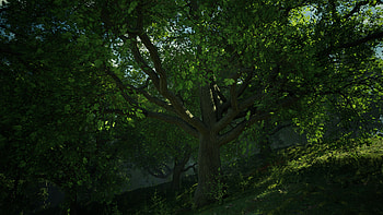 Unreal Engine 4 art, Wild oak trees, Artistic marvel, Captivating visuals HD wallpaper