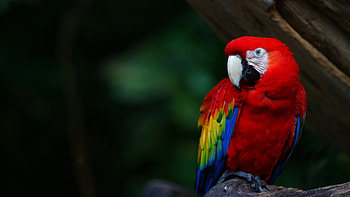 Scarlet Macaw, sitting, bird, single, colors, macaw, beautiful, scarlet HD wallpaper