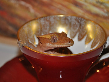 GHECKO IN A CUP, CUTE, , GHECKO, CUP HD wallpaper