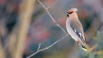 Light Grey Waxwing Bird Is Standing On Stick In Blur Background Birds HD wallpaper