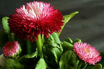 Flowers, Flower, Close-Up, Greens, Daisy HD wallpaper
