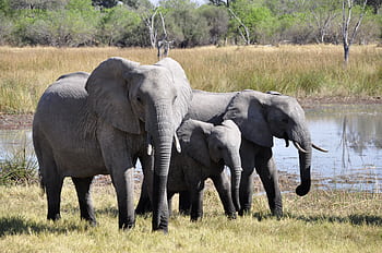 A family of African elephants standing by a waterhole in the savanna. HD wallpaper