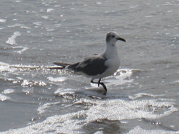 Bird on The Beach, bird, water, ocean, beach HD wallpaper