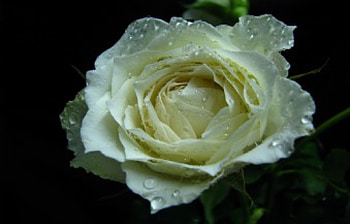 White Rose, white, stem, gorgeous, rose, leaves, petals, green, layers, nature HD wallpaper