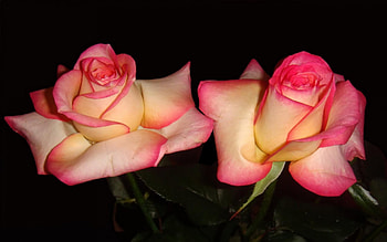 Beautiful roses, flowers, roses, petals, flower HD wallpaper