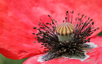 Poppy, nature, graphy, flower HD wallpaper