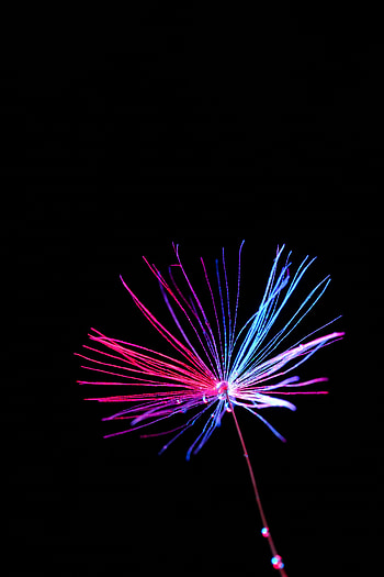 Drops, Macro, Color, Coloured, Dandelion, Seed, Seeds, Hairs HD phone wallpaper