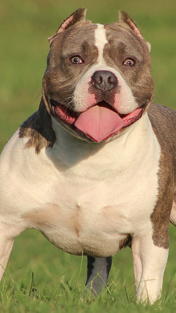 American Bully, Bully, Amstaff HD phone wallpaper
