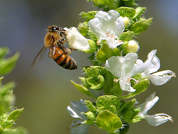 BEE ON BASIL, pollen, basil, plant, bee HD wallpaper