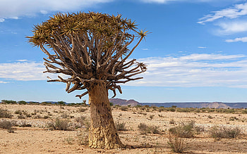 Quiver tree, South Africa, Aughrabies, clouds, desert, landscape, sky HD wallpaper