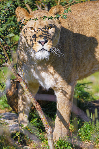 Animals, Branches, Predator, Big Cat, Sight, Opinion, Lioness, Beast HD phone wallpaper