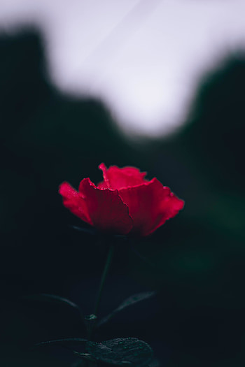Portrait, bloom, pink flower HD phone wallpaper