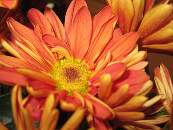 Orange Beauty, background, daisy, petals, yellow, green, orange HD wallpaper