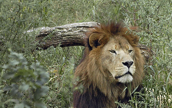 Animals, Grass, Muzzle, Lion, Predator HD wallpaper
