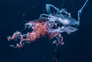 Animals, Jellyfish, Ocean, Underwater World, Tentacles HD wallpaper