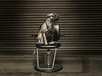 Animals, Dog, Armchair, Spectacles, Glasses, Metalist, Metal Player HD wallpaper