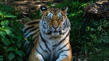 Wild cat, calm, sit, tiger, animal HD wallpaper