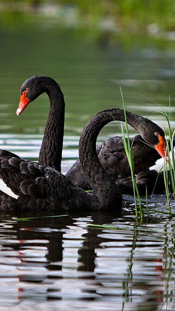 Black Swan , Bird, Swan, Animal HD phone wallpaper