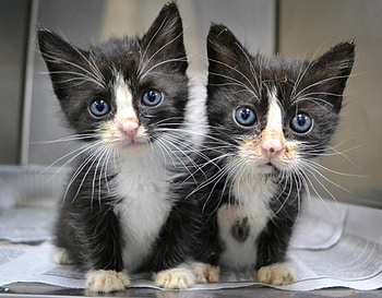 twins, kitten, white, black, twin, cute, cat HD wallpaper