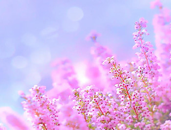 lovely pink, colorful, plants, dahlia, nature, flowers, lovely, nice HD wallpaper