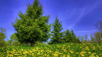 Dandelions, spring, blossoms, field, landscape, trees, sky HD wallpaper
