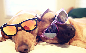 Animals, Dogs, Couple, Pair, To Lie Down, Lie, Glasses, Spectacles HD wallpaper