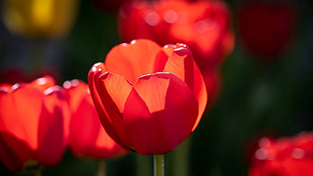 Red Tulips, bright, blossoms, red, flowers, spring, tulips HD wallpaper
