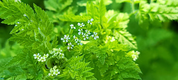 Floral Closeup - Green Fern White Flowers, plant, close-up, flower, white, green, graphy, nature HD wallpaper