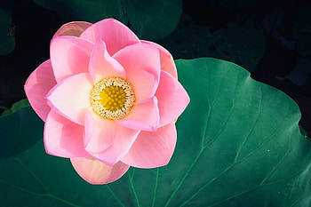 Lotus flower meanings, Symbolism guide, Spiritual significance, Inner enlightenment HD wallpaper