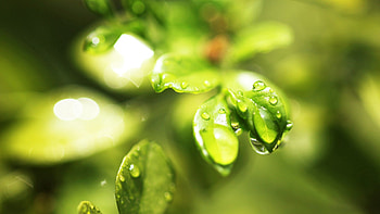 Background, Drops, Macro, Sheet, Leaf, Dew HD wallpaper