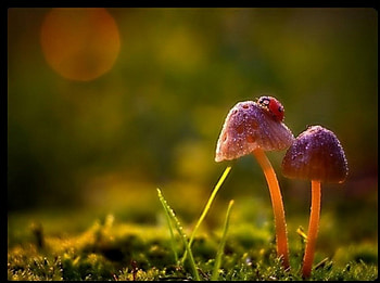 LADYBUG ON RED MUSHROOM, bokeh, grasses, ladybug, incests, mushroom, landscapes, field, green, red, , nature HD wallpaper