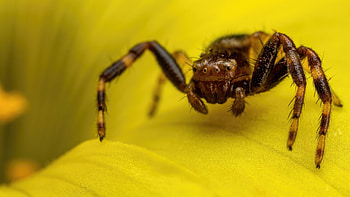 Spider, spider , Macro graphy, Arachnid beauty HD wallpaper