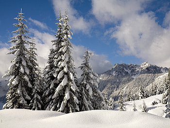 Nature, Snow, Branches, Branch, Ate, Washington, Severity, Heaviness HD wallpaper