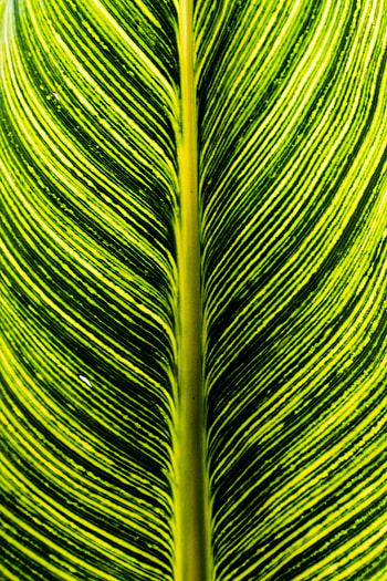 Plant, Macro, Stripes, Streaks, Leaflet HD phone wallpaper