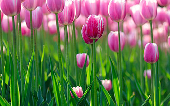 Flowers, Tulips, Greens, Field, Lot HD wallpaper