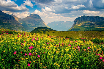 Mountain Meadow Wildflowers, Fields, Meadows, Flowers, Nature, Mountains, Clouds, Sky HD wallpaper