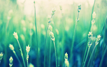 Grass, Plant, Macro, Blur, Smooth, Field HD wallpaper