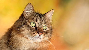 Animals, Cats HD wallpaper