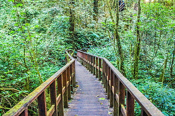 A scenic wooden bridge amidst a vibrant green forest path. Ideal for nature themes. HD wallpaper