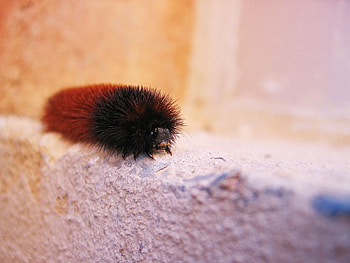 Macro, Fluffy, Surface, Insect, Animal HD wallpaper