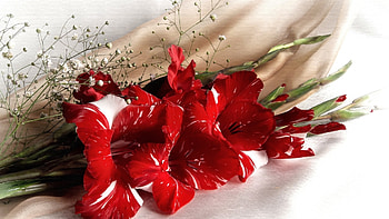 Gladiolus, Flowers, Red, Stems HD wallpaper