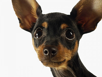 Animals, Dogs HD wallpaper