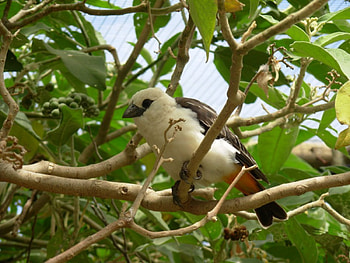 Beautiful bird, wild, bird, tree HD wallpaper