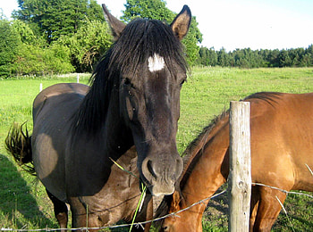 Horses., summer, horses, brown, black HD wallpaper