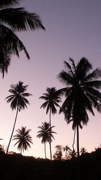Aesthetic, Palm Trees HD phone wallpaper