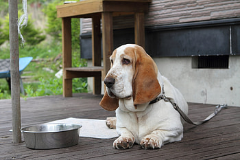 Animals, Dog, Muzzle, Bowl, Basset, Big Ears HD wallpaper