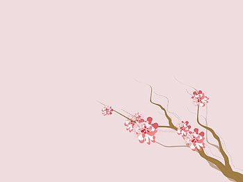 Pink Blossoms, tree branches, pink, flowers, blossoms HD wallpaper