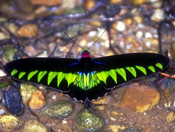 Black and Green, black, butterfly, , green, beautiful HD wallpaper