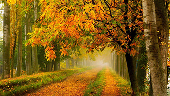 Autumn path, Park, Leaves, Walk, Trees, Fall HD wallpaper